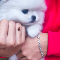 Spritz nano di Pomerania