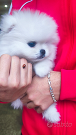 Spritz nano di Pomerania