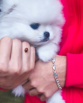 Spritz nano di Pomerania