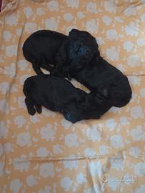 Cuccioli barboncino