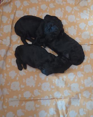 Cuccioli barboncino