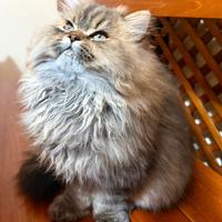 Gatto persiano Chinchilla