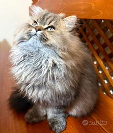 Gatto persiano Chinchilla