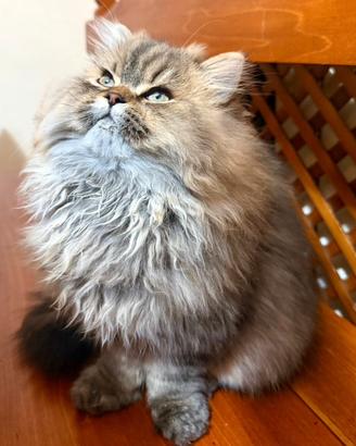 Gatto persiano Chinchilla