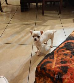 Chihuahua femmina