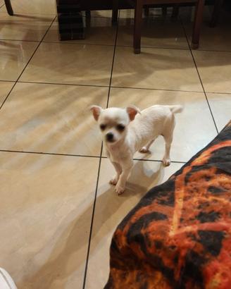 Chihuahua femmina