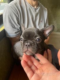 Cucciola Bringé figlia di due Bouledogue Francesi