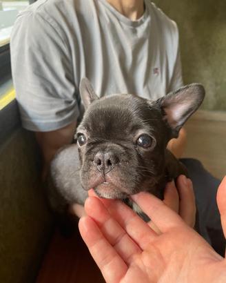 Cucciola Bringé figlia di due Bouledogue Francesi