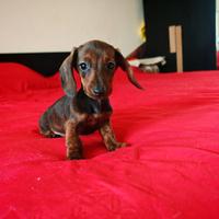 Bassotti kaninchen