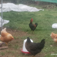 Gallo livornese giovane