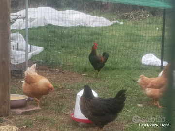 Gallo livornese giovane