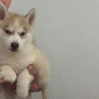 Siberian Husky con Pedigree Enci Meravigliosi