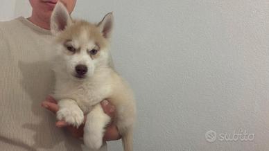Siberian Husky con Pedigree Enci Meravigliosi