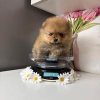 Batuffola volpino Pomerania TOY cucciola 2 mesi