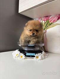 Batuffola volpino Pomerania TOY cucciola 2 mesi