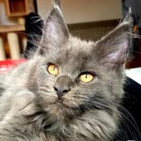 Maine Coon