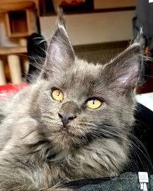Maine Coon