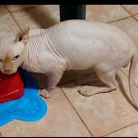 Sphynx adulto