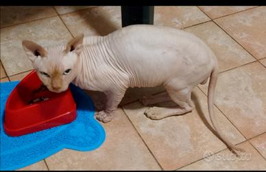Sphynx adulto
