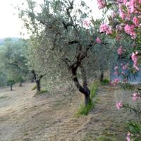 Terreno agricolo