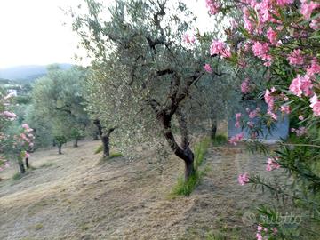 Terreno agricolo