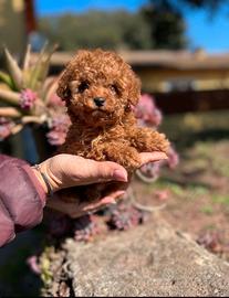 Cuccioli barboncino toy