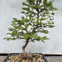 bonsai olmo 
