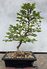 bonsai olmo 