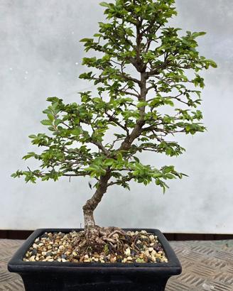 bonsai olmo 