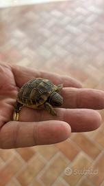 Tartarughe di terra