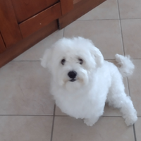 Leone cucciolo maltese