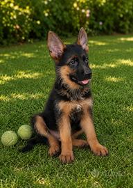 Cuccioli pastore tedesco