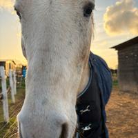 Cavallo italiano maschio 19 anni Roma