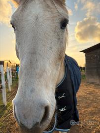 Cavallo italiano maschio 19 anni Roma