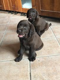 Labrador neri e marroni con pedigree