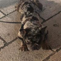Stallone bulldog francese merle