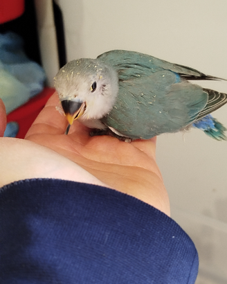 Pappagalli inseparabili