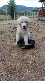 Pastore maremmano abruzzese