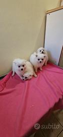 Cuccioli Spitz