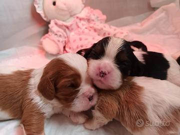 Cavalier king Ciarles Spaniel tricolor e blenheim