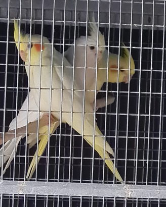 Calopsiti giovani