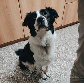 Cagnologna dolce e affettuosa (MELA)