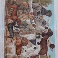 6 Stampe antiche Tedesche 1897 animali vari