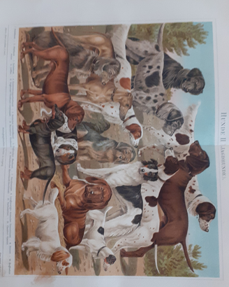 6 Stampe antiche Tedesche 1897 animali vari