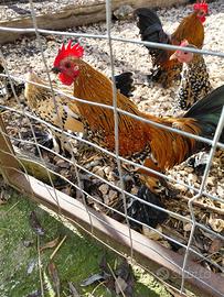 Nana calzata millefiori