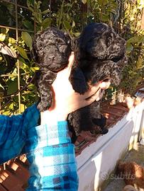 Cuccioli di barboncini mini toy