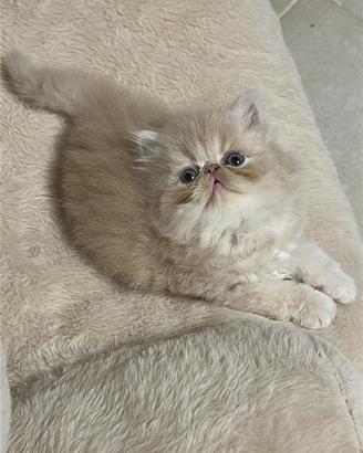 Cucciolo Persiano rosso
