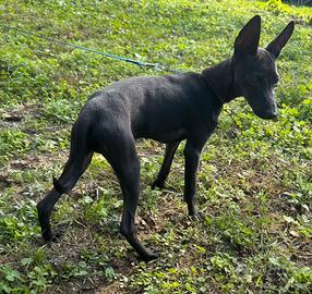 Piccolo Levriero Italiano