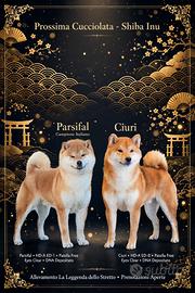 shiba Inu