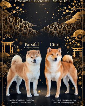 shiba Inu